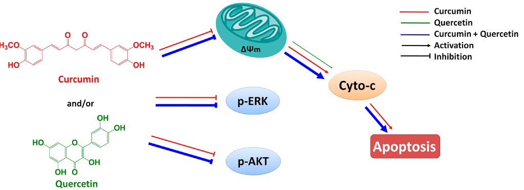 quercetine et curcumine