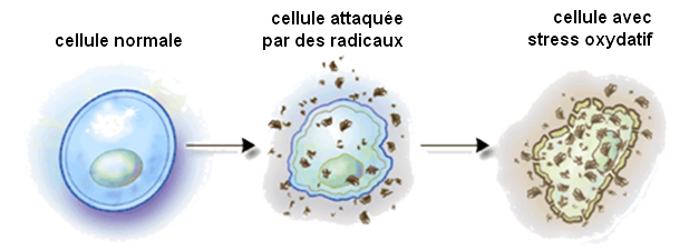 quercetine et mort cellulaire