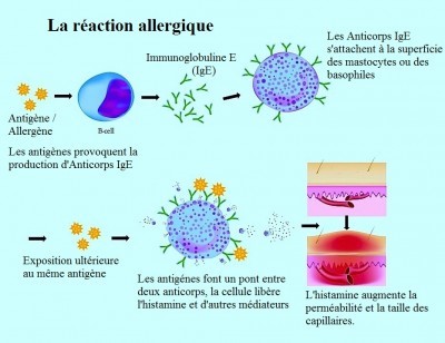 quercetine et schema allergie